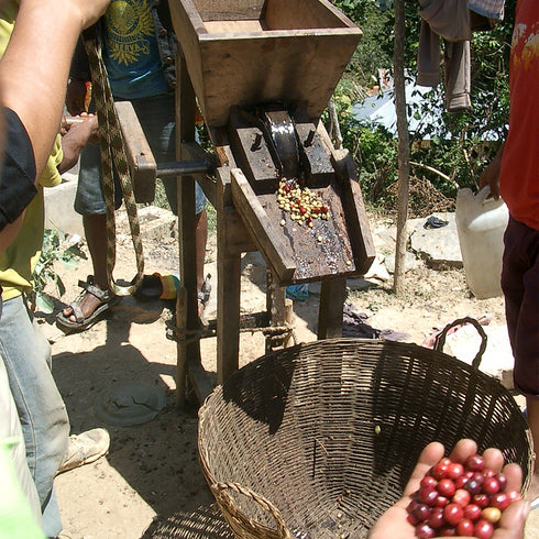 JAS Organic Timor-Leste Kocamau
